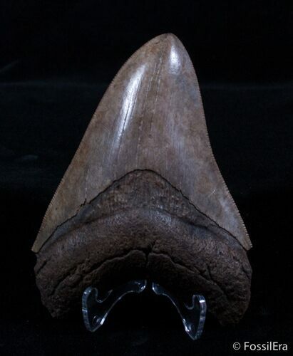 Coffee Colored Georgia Megalodon Tooth - Nice Serrations #3042